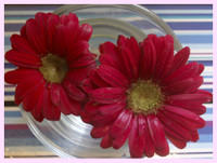 Gerbera